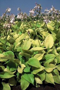 Hartlelie Hosta 'Sum and Substance' 5-10 Pot P9 Hosta 'Sum and Substance'