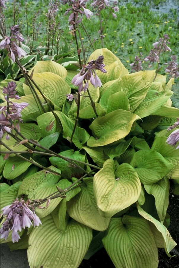 Hartlelie Hosta 'Sum and Substance' 5-10 Pot P9 Hosta 'Sum and Substance'
