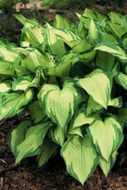 Hartlelie Hosta fortunei 'Albopicta' 5-10 Pot P9 Hosta fortunei 'Albopicta'