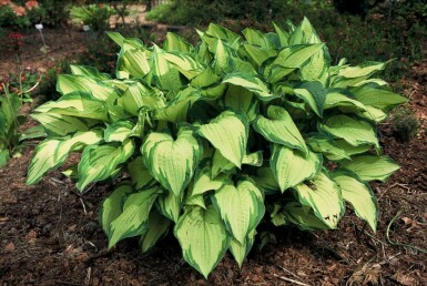 Hartlelie Hosta fortunei 'Albopicta' 5-10 Pot P9 Hosta fortunei 'Albopicta'