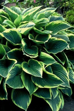 Hosta Hosta fortunei 'Aureomarginata' 5-10 Pot P9 Hosta fortunei 'Aureomarginata'