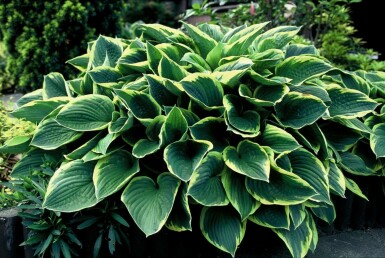 Hosta Hosta fortunei 'Aureomarginata' 5-10 Pot P9 Hosta fortunei 'Aureomarginata'