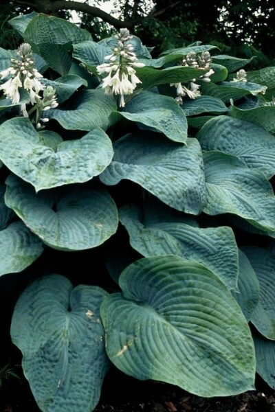 Hartlelie Hosta sieboldiana 'Elegans' 5-10 Pot P9 Hosta sieboldiana 'Elegans'