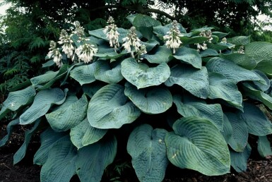 Hartlelie Hosta sieboldiana 'Elegans' 5-10 Pot P9 Hosta sieboldiana 'Elegans'