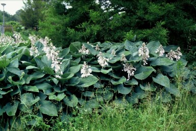 Hartlelie Hosta sieboldiana 'Elegans' 5-10 Pot P9 Hosta sieboldiana 'Elegans'
