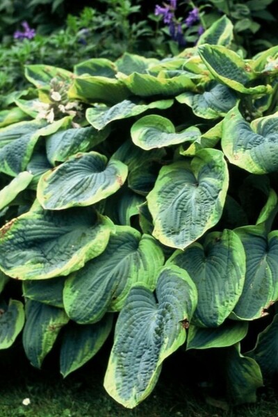 Hartlelie Hosta sieboldiana 'Frances Williams' 10-15 Pot C2 Hosta sieboldiana 'Frances Williams'