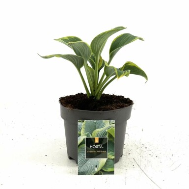 Hartlelie Hosta sieboldiana 'Frances Williams' 10-15 Pot C2 Hosta sieboldiana 'Frances Williams'