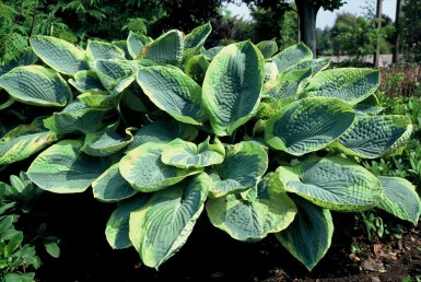 Hartlelie Hosta sieboldiana 'Frances Williams' 5-10 Pot P9