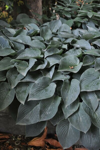 Hartlelie Hosta tardiana 'Halcyon' 10-15 Pot C2 Hosta tardiana 'Halcyon'