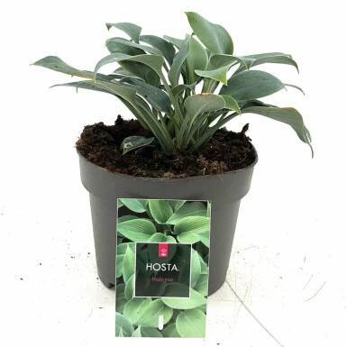 Hartlelie Hosta tardiana 'Halcyon' 10-15 Pot C2 Hosta tardiana 'Halcyon'
