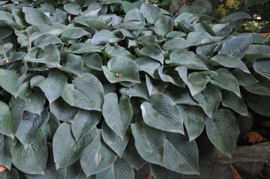 Hartlelie Hosta tardiana 'Halcyon' 10-15 Pot C2 Hosta tardiana 'Halcyon'