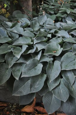 Hartlelie Hosta tardiana 'Halcyon' 5-10 Pot P9 Hosta tardiana 'Halcyon'