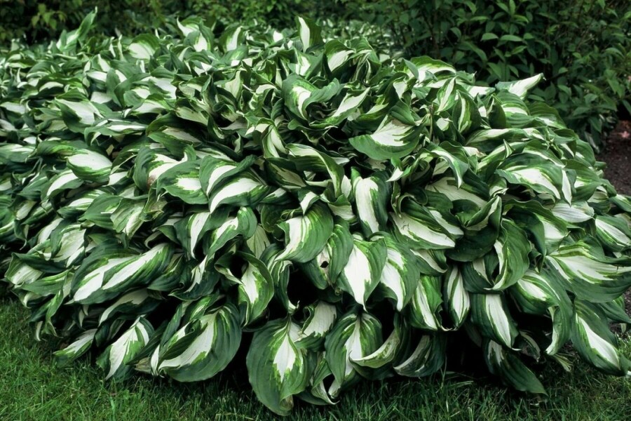 Hartlelie Hosta undulata 'Mediovariegata' 10-15 Pot C2 Hosta undulata 'Mediovariegata'