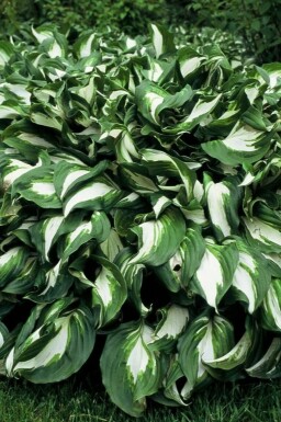 Hartlelie Hosta undulata 'Mediovariegata' 5-10 Pot P9 Hosta undulata 'Mediovariegata'