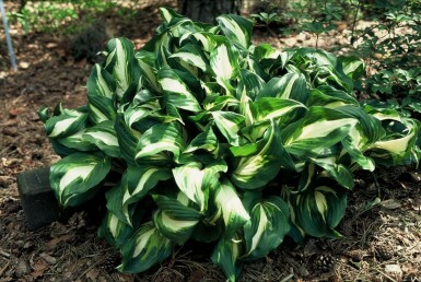 Hartlelie Hosta undulata 'Mediovariegata' 5-10 Pot P9 Hosta undulata 'Mediovariegata'