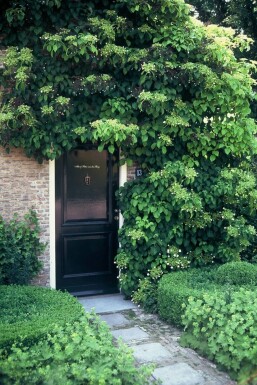 Klimhortensia Hydrangea anomala petiolaris Struik 40-50 Pot C2 Hydrangea anomala subsp. petiolaris struik 40-50 cm