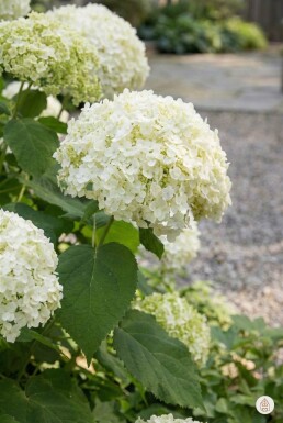 Hydrangea arborescens 'Annabelle' struik 80-100 cm