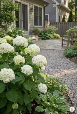 Hydrangea arborescens 'Annabelle' struik 20-30 cm
