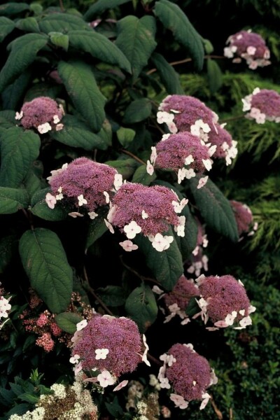 Hydrangea aspera 'Macrophylla' C12 60-80