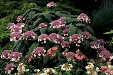 Hydrangea aspera 'Macrophylla' C12 60-80