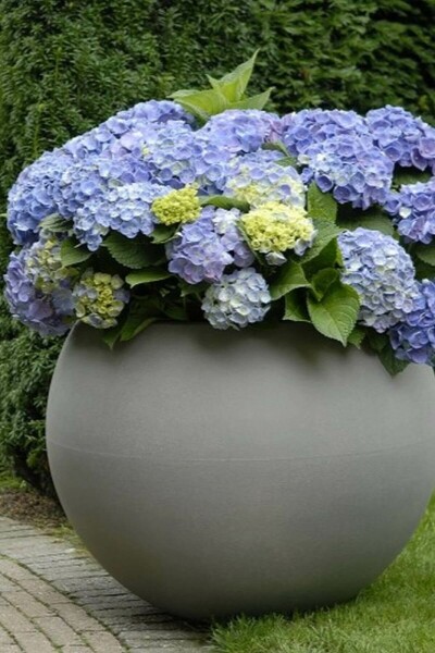 Hortensia Hydrangea macrophylla 'Forever & Ever® Blue' Struik 30-40 Pot C5 Hydrangea macrophylla 'Forever & Ever® Blue' struik 30-40 cm