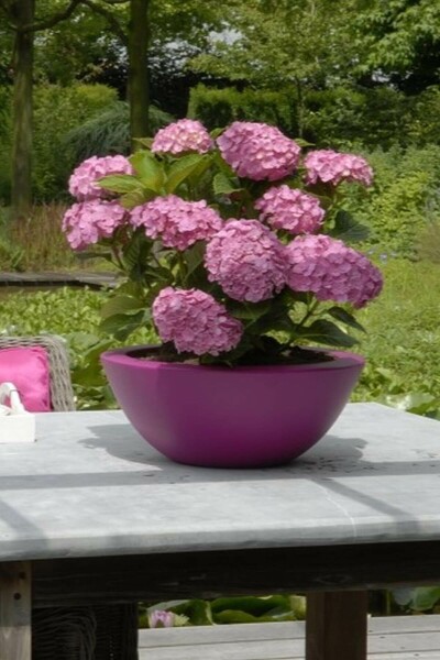 Hortensia Hydrangea macrophylla 'Forever & Ever® Pink' Struik 40-60 Pot C12 Hydrangea macrophylla 'Forever & Ever® Pink' struik 40-60 cm
