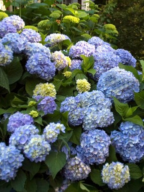 Hydrangea macrophylla 'The Original Blue'