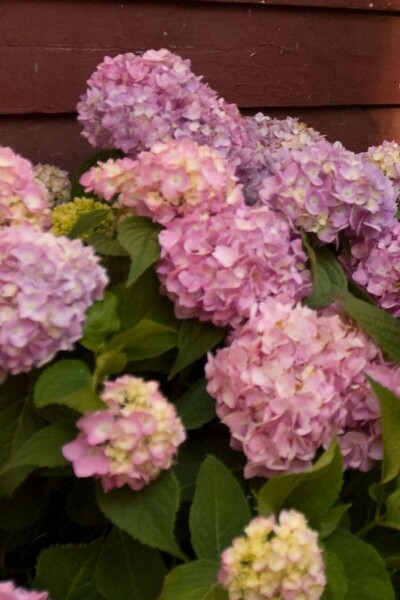Endless Summer Hortensia Hydrangea macrophylla 'The Original Pink' Struik 10-15 Pot C1,5 Hydrangea macrophylla 'The Original Pink' struik 10-15 cm