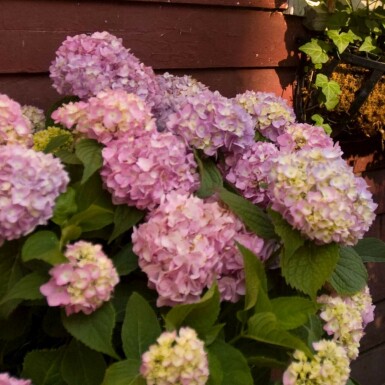 Endless Summer Hortensia Hydrangea macrophylla 'The Original Pink' Struik 10-15 Pot C1,5 Hydrangea macrophylla 'The Original Pink' struik 10-15 cm