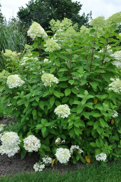 Pluimhortensia Hydrangea paniculata 'Limelight' Struik 100-120 Pot C12 Hydrangea paniculata 'Limelight' struik 100-120 cm