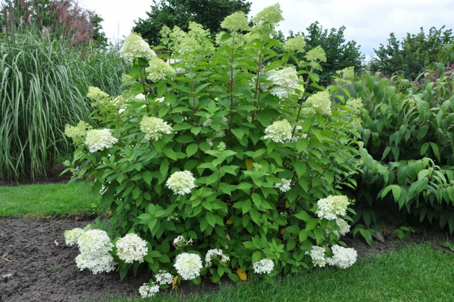 Pluimhortensia Hydrangea paniculata 'Limelight' Struik 100-120 Pot C12 Hydrangea paniculata 'Limelight' struik 100-120 cm