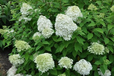 Pluimhortensia Hydrangea paniculata 'Limelight' Struik 100-120 Pot C12 Hydrangea paniculata 'Limelight' struik 100-120 cm