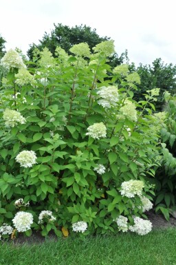Pluimhortensia Hydrangea paniculata 'Limelight' Struik 30-40 Pot C3 Hydrangea paniculata 'Limelight' struik 30-40 cm