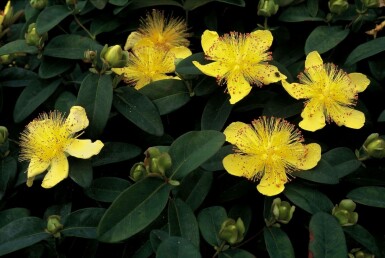 Hertshooi Hypericum calycinum 10-15 Pot C2 Hypericum calycinum