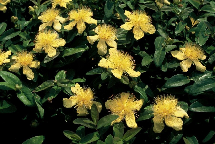 Hertshooi Hypericum calycinum 10-15 Pot C2 Hypericum calycinum
