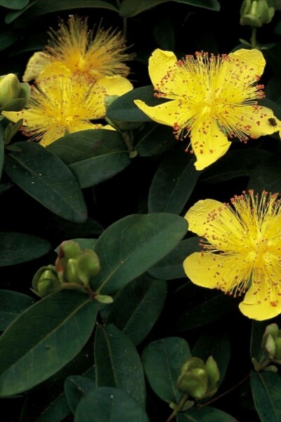 Hertshooi Hypericum calycinum 5-10 Pot P9 Hypericum calycinum