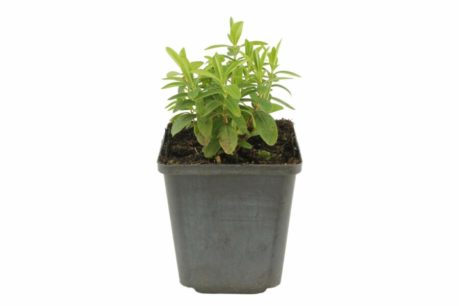 Hertshooi Hypericum calycinum 5-10 Pot P9 Hypericum calycinum