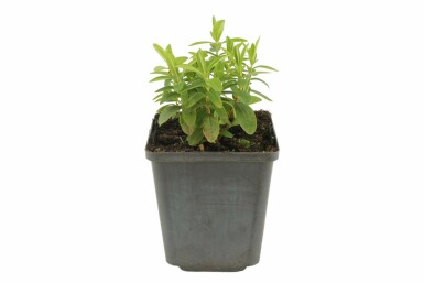 Hertshooi Hypericum calycinum 5-10 Pot P9 Hypericum calycinum