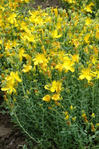 Hertshooi Hypericum olympicum 'Grandiflorum' 5-10 Pot P9 Hypericum olympicum 'Grandiflorum'