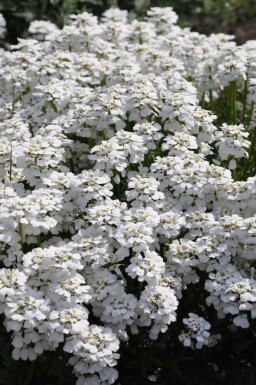 Scheefkelk Iberis sempervirens 'Snowflake' 5-10 Pot P9