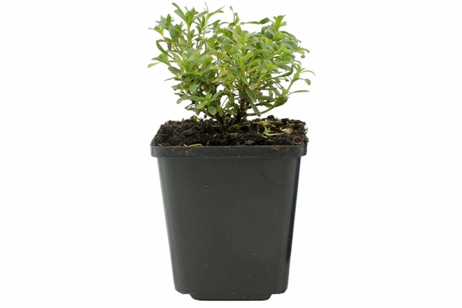 Scheefkelk Iberis sempervirens 'Snowflake' 5-10 Pot P9 Iberis sempervirens 'Snowflake'