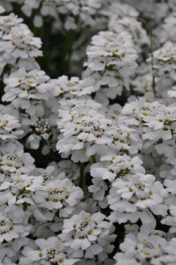 Scheefkelk Iberis sempervirens 'Snowflake' 5-10 Pot P9