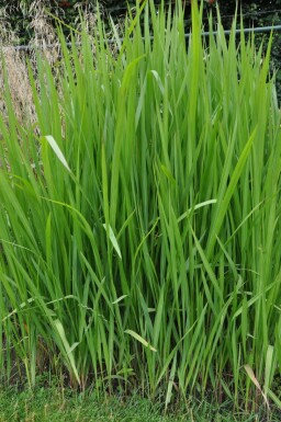 Japans bloedgras Imperata cylindrica 5-10 Pot P9 Imperata cylindrica