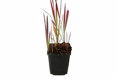Japans bloedgras Imperata cylindrica 'Red Baron' 5-10 Pot P9 Imperata cylindrica 'Red Baron'