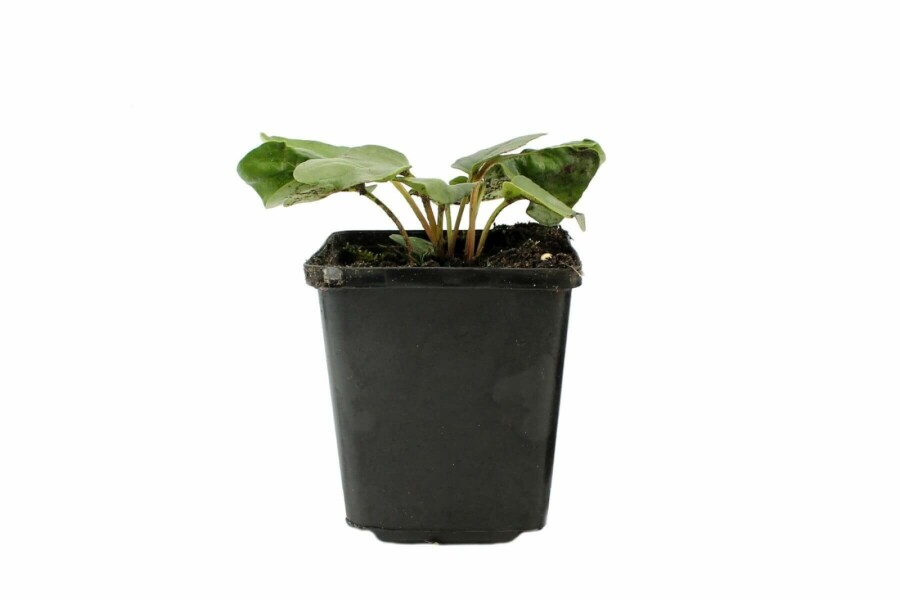 Tuingloxinia Incarvillea delavayi 5-10 Pot P9 Incarvillea delavayi