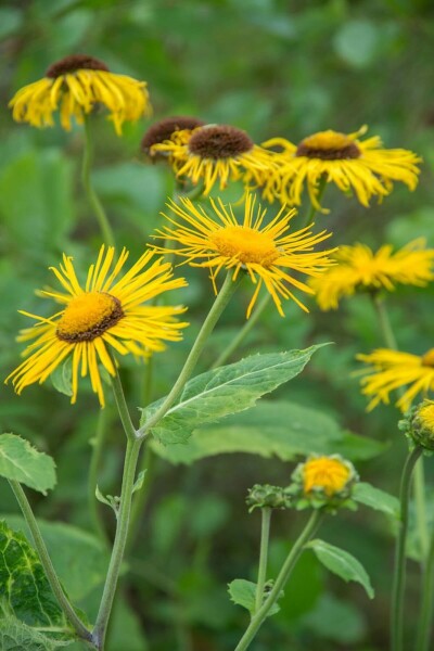Alant Inula ensifolia 5-10 Pot P9 Inula ensifolia