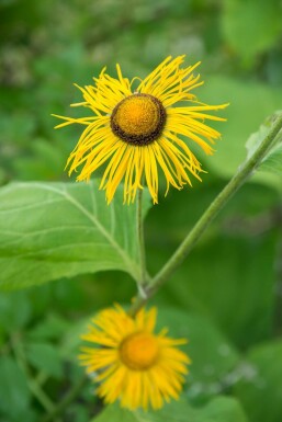 Alant Inula ensifolia 5-10 Pot P9 Inula ensifolia