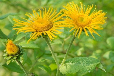 Alant Inula ensifolia 5-10 Pot P9 Inula ensifolia