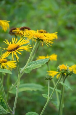 Alant Inula ensifolia 5-10 Pot P9 Inula ensifolia