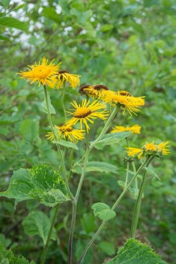 Alant Inula ensifolia 5-10 Pot P9 Inula ensifolia
